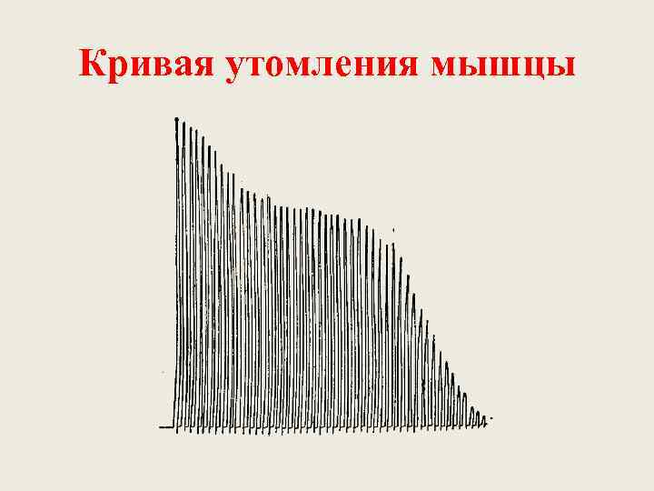 Кривая утомления мышцы 