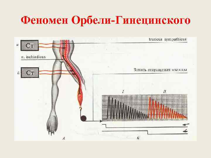 Феномен Орбели-Гинецинского 