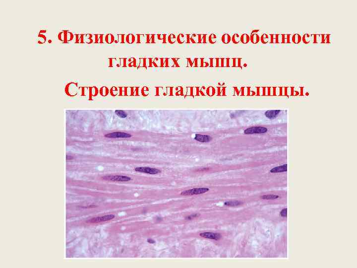 5. Физиологические особенности  гладких мышц. Строение гладкой мышцы. 