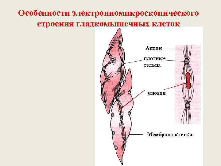 Особенности электронномикроскопического строения гладкомышечных клеток     Актин    