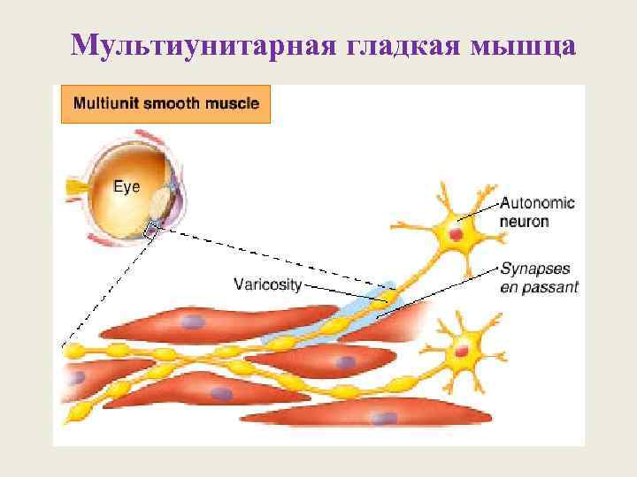 Мультиунитарная гладкая мышца 