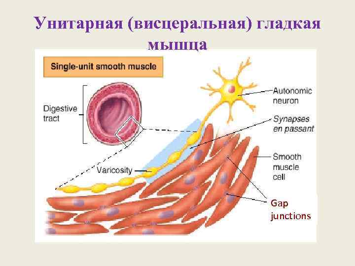 Унитарная (висцеральная) гладкая   мышца      Gap  
