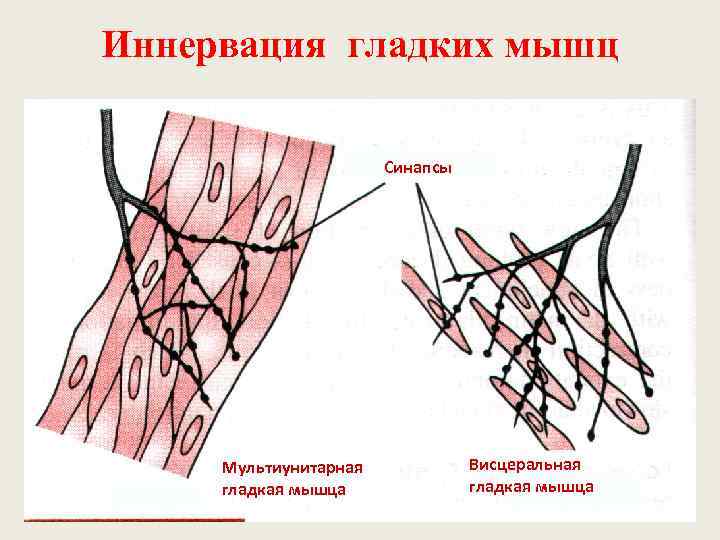 Мышцы иннервируются. Иннервация гладкой мышечной ткани. Иннервация гладких мышечной ткани. Иннервация скелетной мышечной ткани. Иннервация сердечной мышечной ткани.