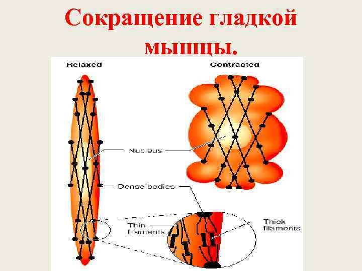 Сокращение гладкой. Механизм сокращения гладких мышц. Механизм сокращения гладкой мышцы физиология. Сокращение гладкой мышечной ткани физиология. Механизм сокращения гладкой мышечной ткани.