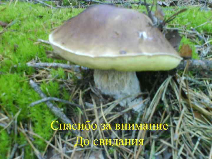 Спасибо за внимание До свидания 