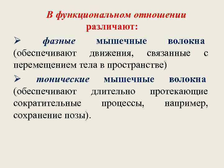   В функциональном отношении   различают: Ø фазные  мышечные  волокна