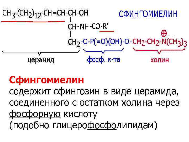 Церамиды что это