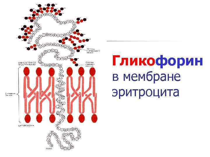 На мембране эритроцитов располагаются особые вещества