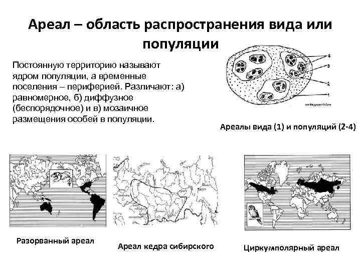   Ареал – область распространения вида или    популяции Постоянную территорию