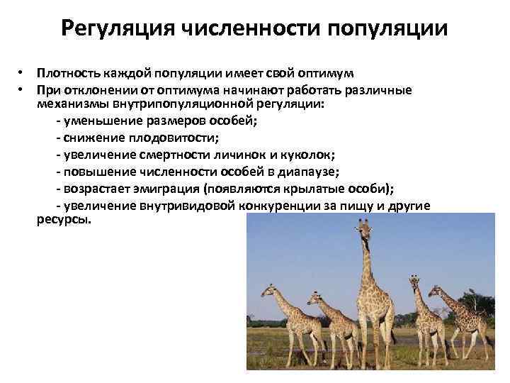 Регуляция численности популяции • Плотность каждой популяции имеет свой оптимум • При отклонении