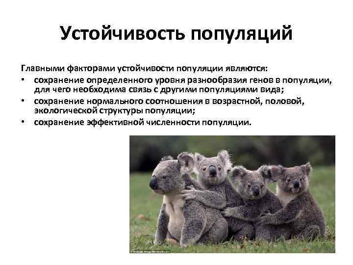   Устойчивость популяций Главными факторами устойчивости популяции являются:  • сохранение определенного уровня