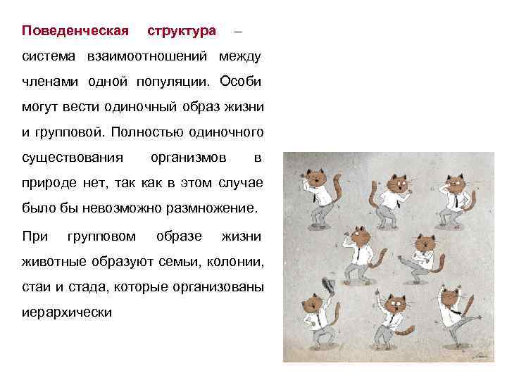 Поведенческая  структура      –  система взаимоотношений между членами