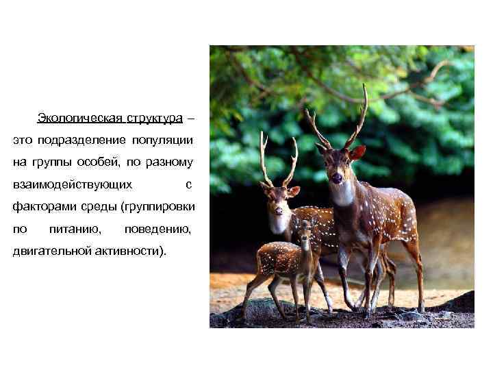  Экологическая структура – это подразделение популяции на группы особей,  по разному взаимодействующих