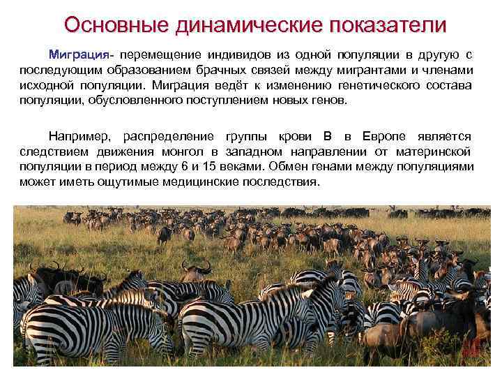   Основные динамические показатели Миграция- перемещение индивидов из одной популяции в другую с