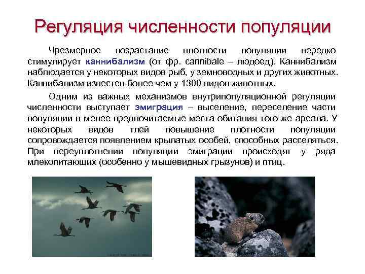  Регуляция численности популяции Чрезмерное возрастание плотности популяции нередко стимулирует каннибализм (от фр. 