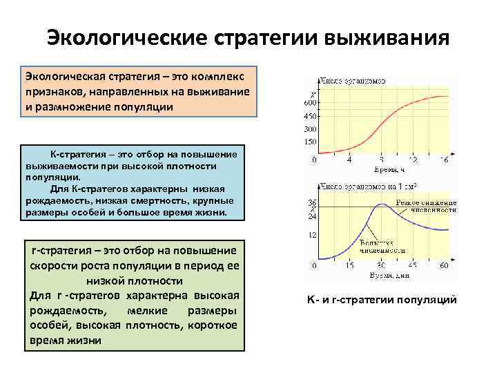   Экологические стратегии выживания Экологическая стратегия – это комплекс признаков, направленных на выживание