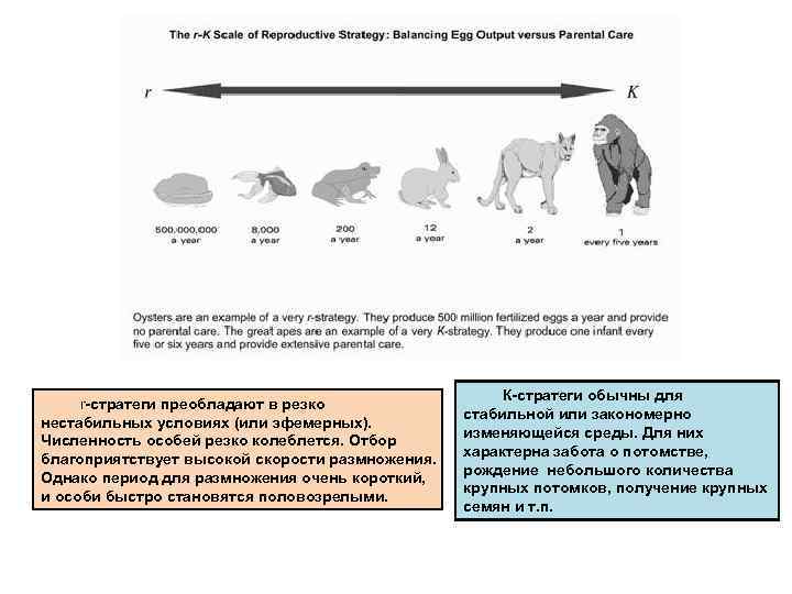      К-стратеги обычны для r-стратеги преобладают в резко  