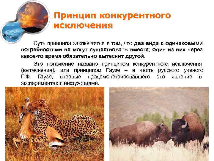   Принцип конкурентного   исключения  Суть принципа заключается в том, что