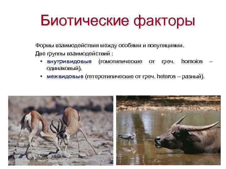  Биотические факторы Формы взаимодействия между особями и популяциями.  Две группы взаимодействий :