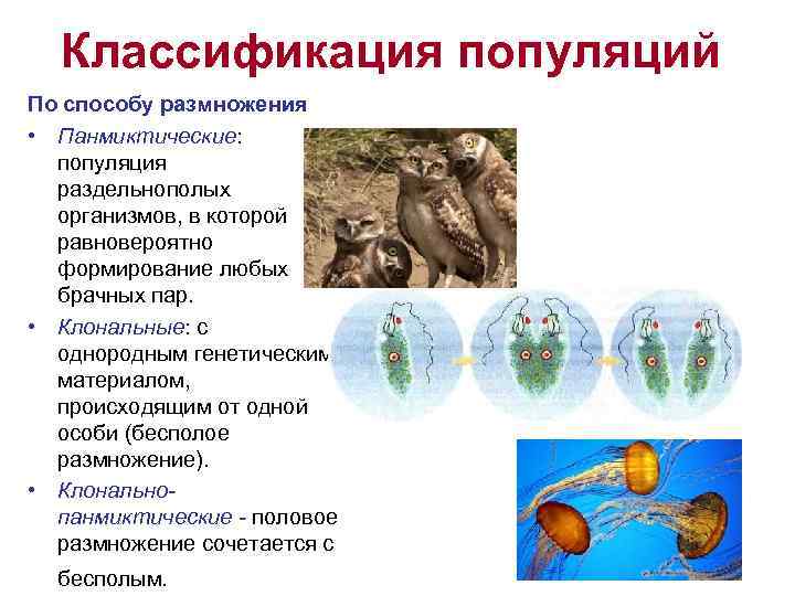  Классификация популяций По способу размножения  • Панмиктические: популяция  раздельнополых  организмов,