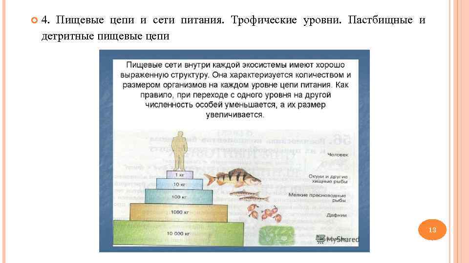   4. Пищевые цепи и сети питания. Трофические уровни. Пастбищные и детритные пищевые