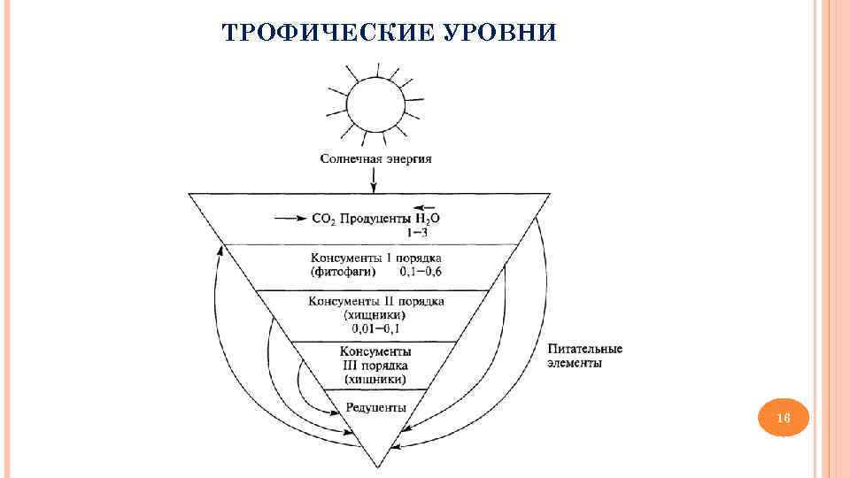 ТРОФИЧЕСКИЕ УРОВНИ     16 