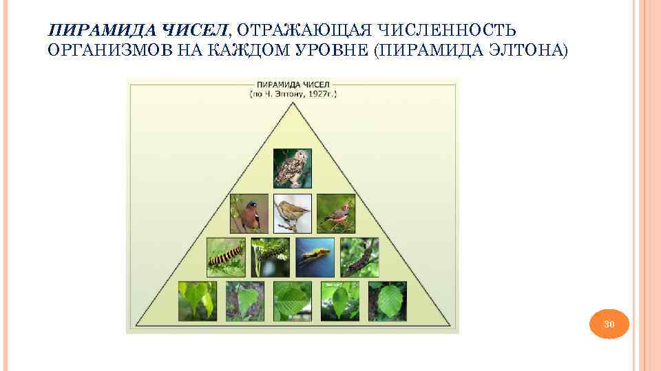 ПИРАМИДА ЧИСЕЛ, ОТРАЖАЮЩАЯ ЧИСЛЕННОСТЬ ОРГАНИЗМОВ НА КАЖДОМ УРОВНЕ (ПИРАМИДА ЭЛТОНА)    