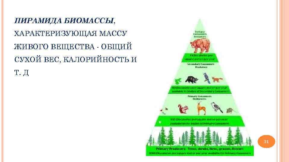 ПИРАМИДА БИОМАССЫ, ХАРАКТЕРИЗУЮЩАЯ МАССУ ЖИВОГО ВЕЩЕСТВА - ОБЩИЙ СУХОЙ ВЕС, КАЛОРИЙНОСТЬ И Т. Д