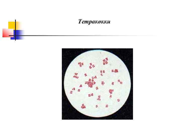 Тетракокки 