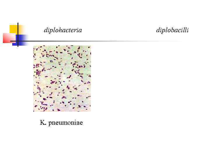  diplohacteria  diplobacilli K. pneumoniae 