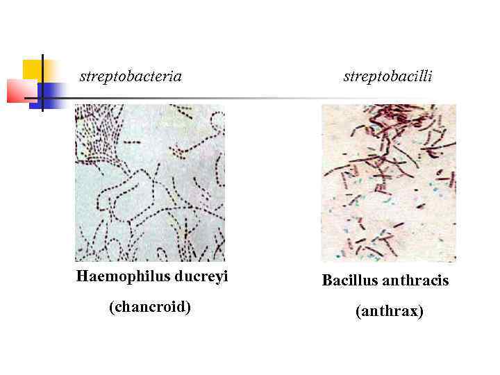 streptobacteria   streptobacilli Haemophilus ducreyi  Bacillus anthracis (chancroid)  (anthrax) 