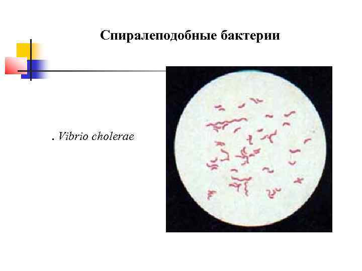    Спиралеподобные бактерии  . Vibrio cholerae 