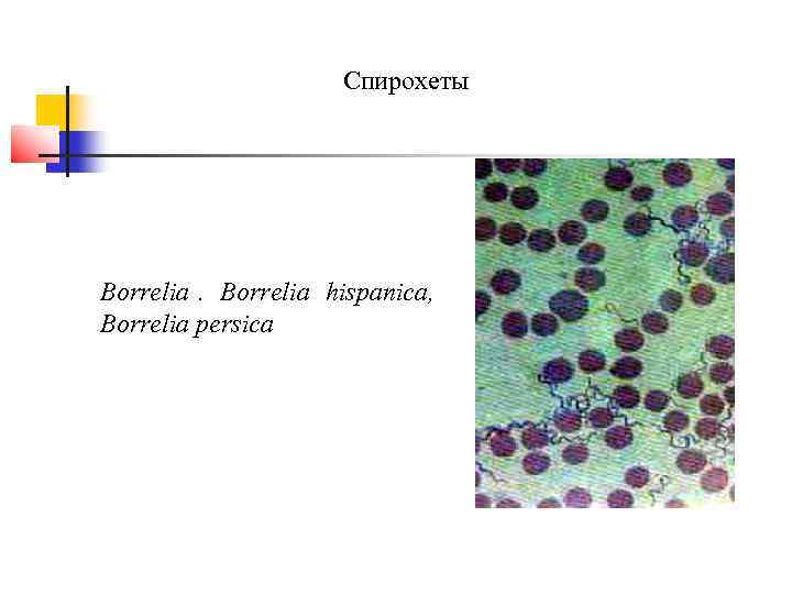      Спирохеты Borrelia hispanica, Borrelia persica 