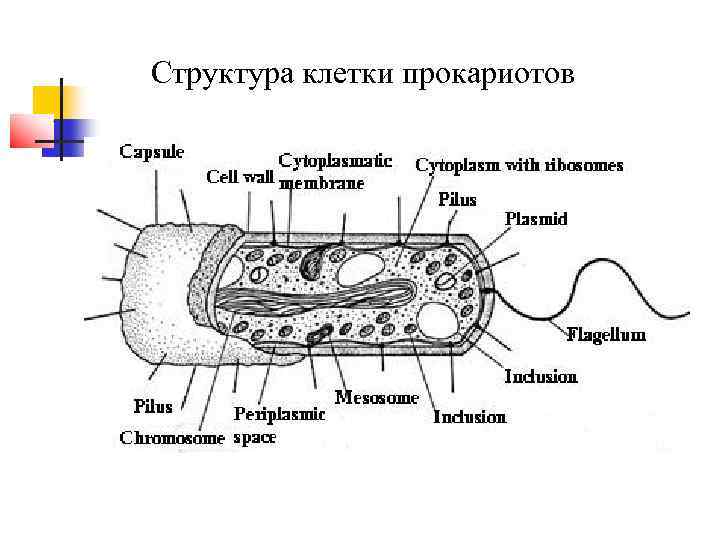 Структура клетки прокариотов 