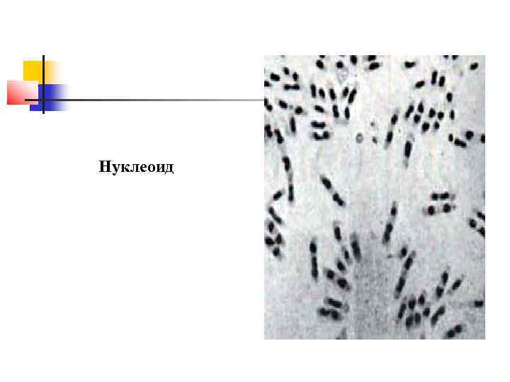 Нуклеоид 