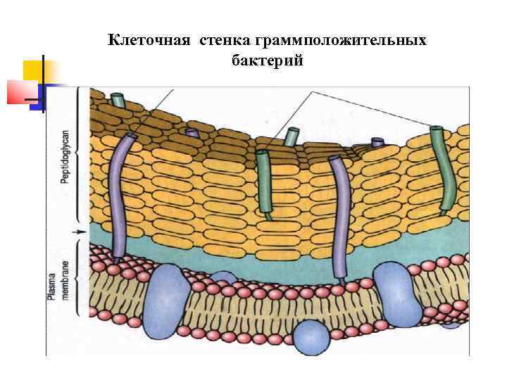 Клеточная стенка граммположительных    бактерий 