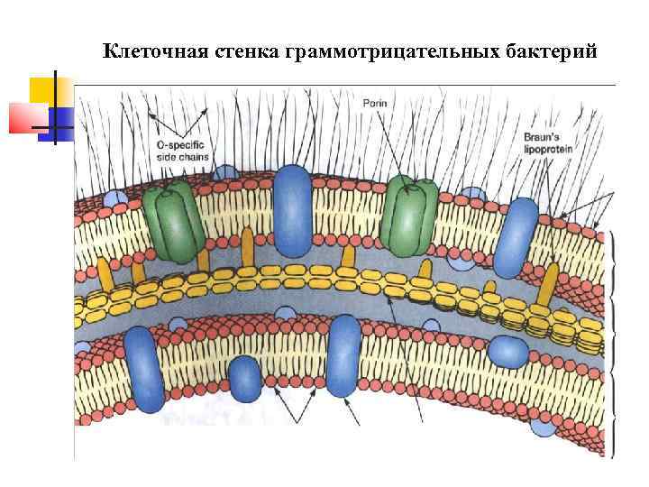 Клеточная стенка граммотрицательных бактерий 