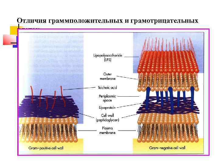 Отличия граммположительных и грамотрицательных клеток 