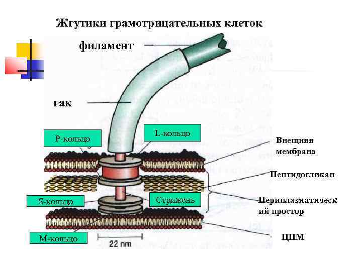 Размер жгутика. Строение жгутика грамположительных и грамотрицательных. Строение жгутика бактерий. Строение жгутика у грамотрицательных и грамположительных бактерий. Строение жгутика грамположительных бактерий.