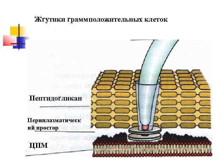  Жгутики граммположительных клеток Пептидогликан Периплазматическ ий простор ЦПМ 