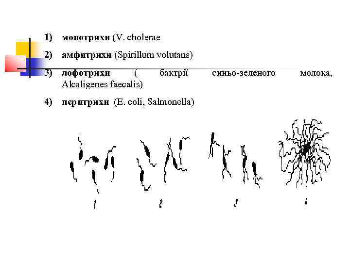 1) монотрихи (V. cholerae 2) амфитрихи (Spirillum volutans) 3) лофотрихи   ( бактрії