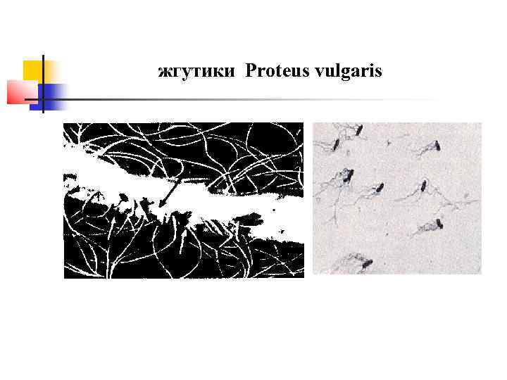 жгутики Proteus vulgaris 
