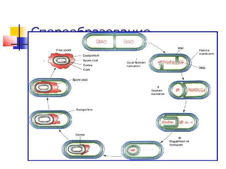 Спорообразование 