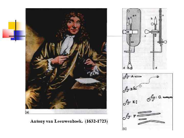 .   Antony van Leeuwenhoek. (1632 -1723) 