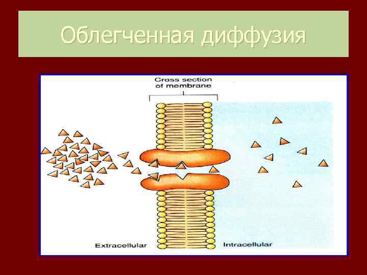 Облегченная диффузия 