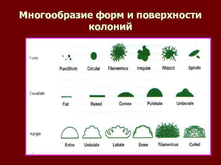 Многообразие форм и поверхности  колоний 