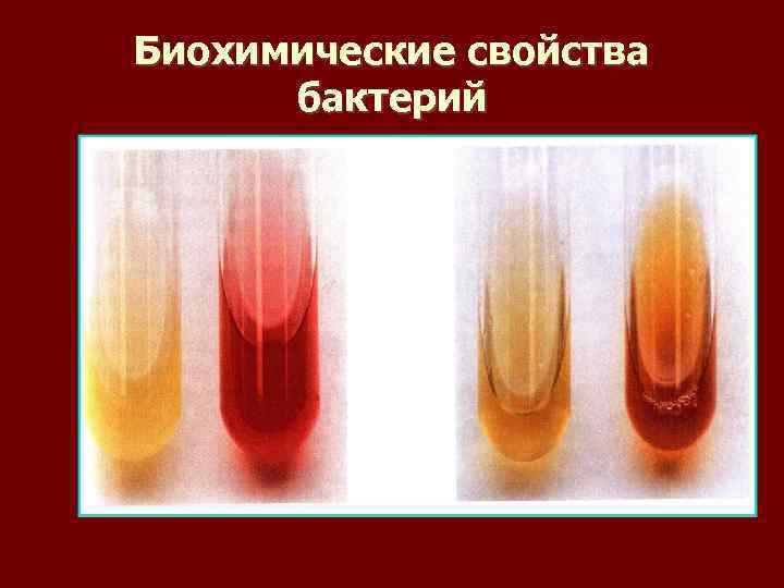 Биохимические свойства  бактерий 