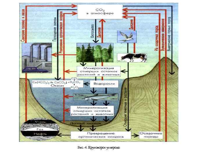 Рис. 4. Круговорот углерода 