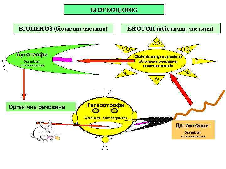      БІОГЕОЦЕНОЗ БІОЦЕНОЗ (біотична частина)     ЕКОТОП