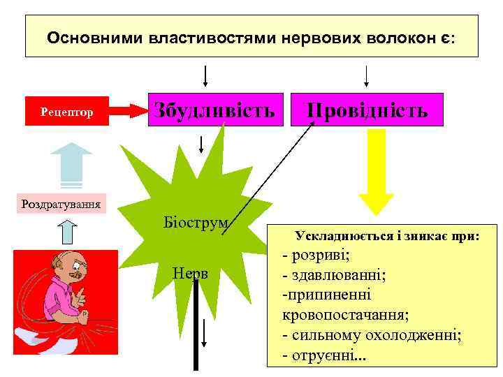   Основними властивостями нервових волокон є:  Рецептор Збудливість Провідність  Роздратування 